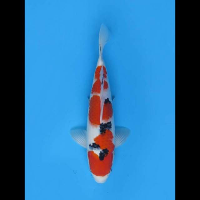 35cm Male - HQ Taisho Sanke Good Growth