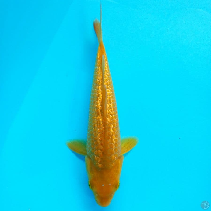 KARAMEL GINRIN//24 CM