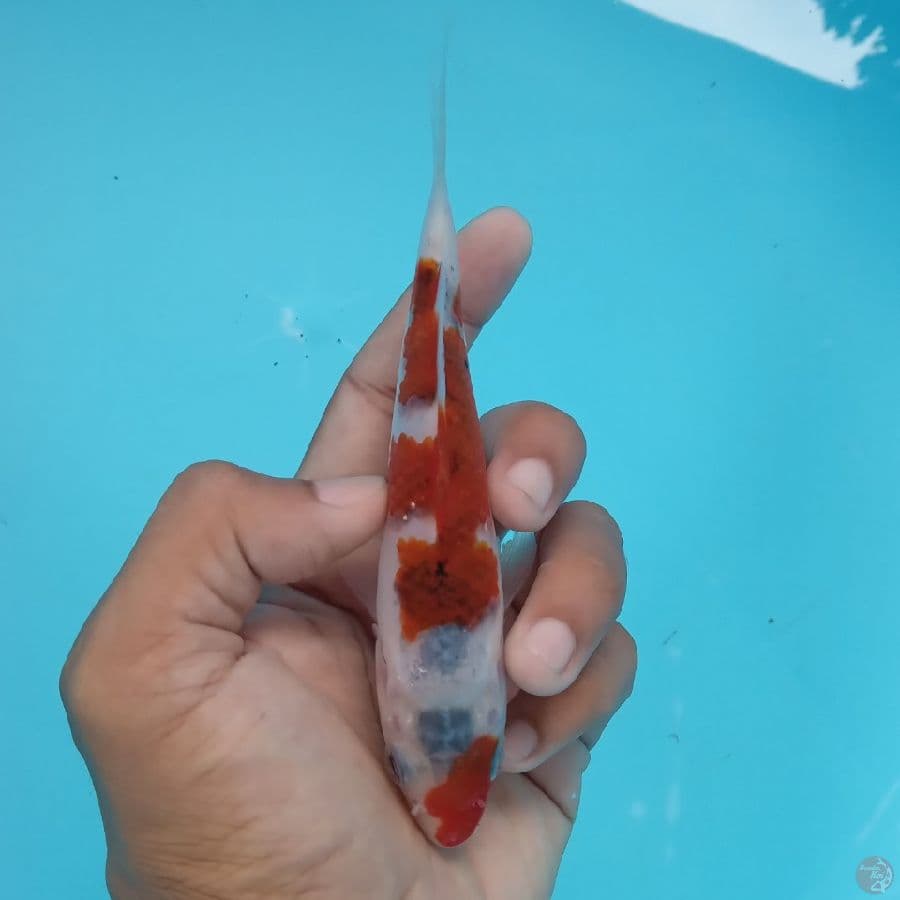 KANZEN - AI GOROMO 14CM