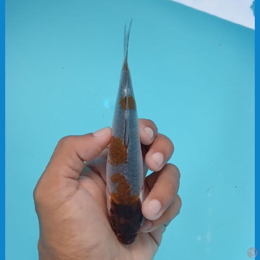 KANZEN - OCHIBA 16CM