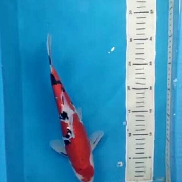 Sanke Doitsu 31 cm