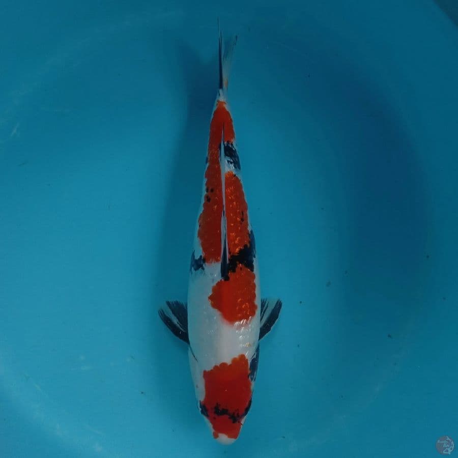 KANZEN - SHOWA GINRIN B 41CM