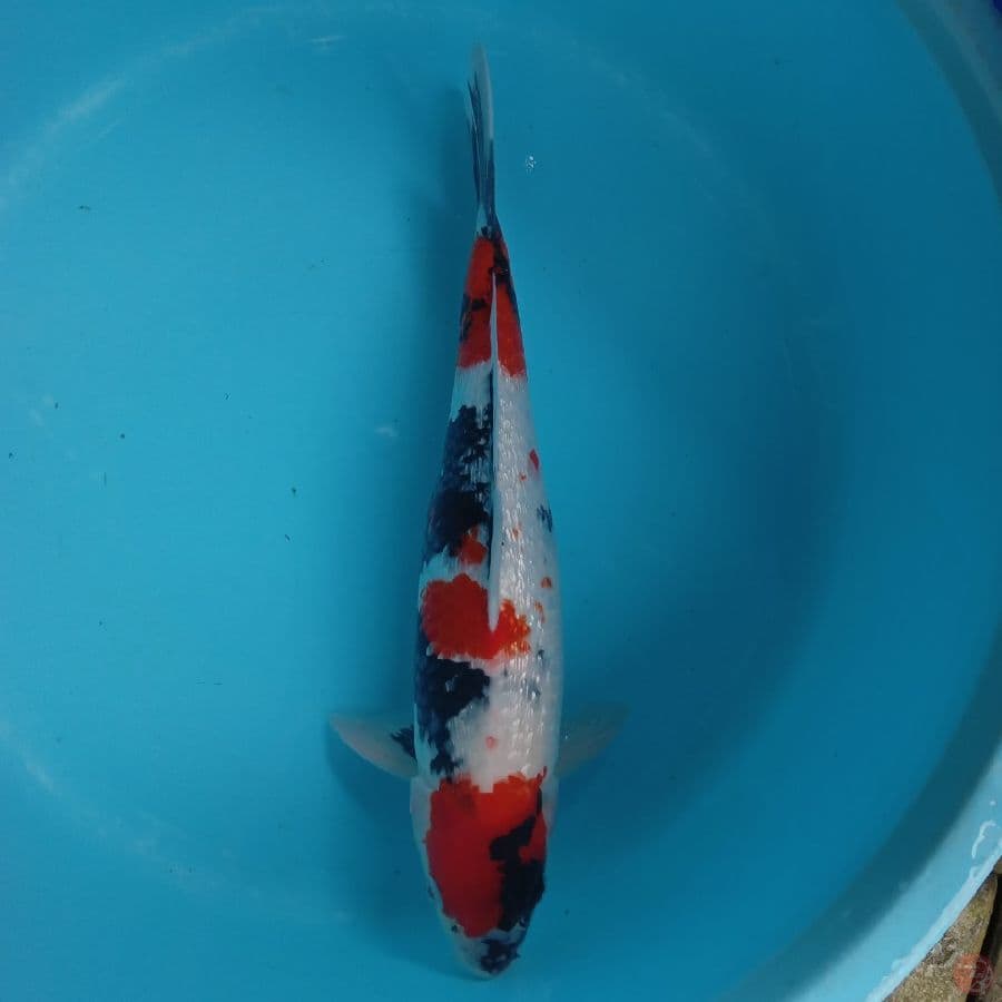 KANZEN - MARUTEN SHOWA GINRIN C 43CM