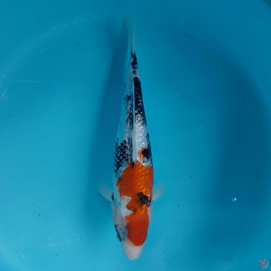 KANZEN - SHOWA GINRIN D 35CM