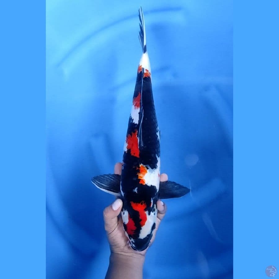 43CM # SHOWA PETIR - M