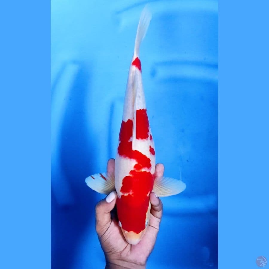 36CM # KOHAKU STRONG - M