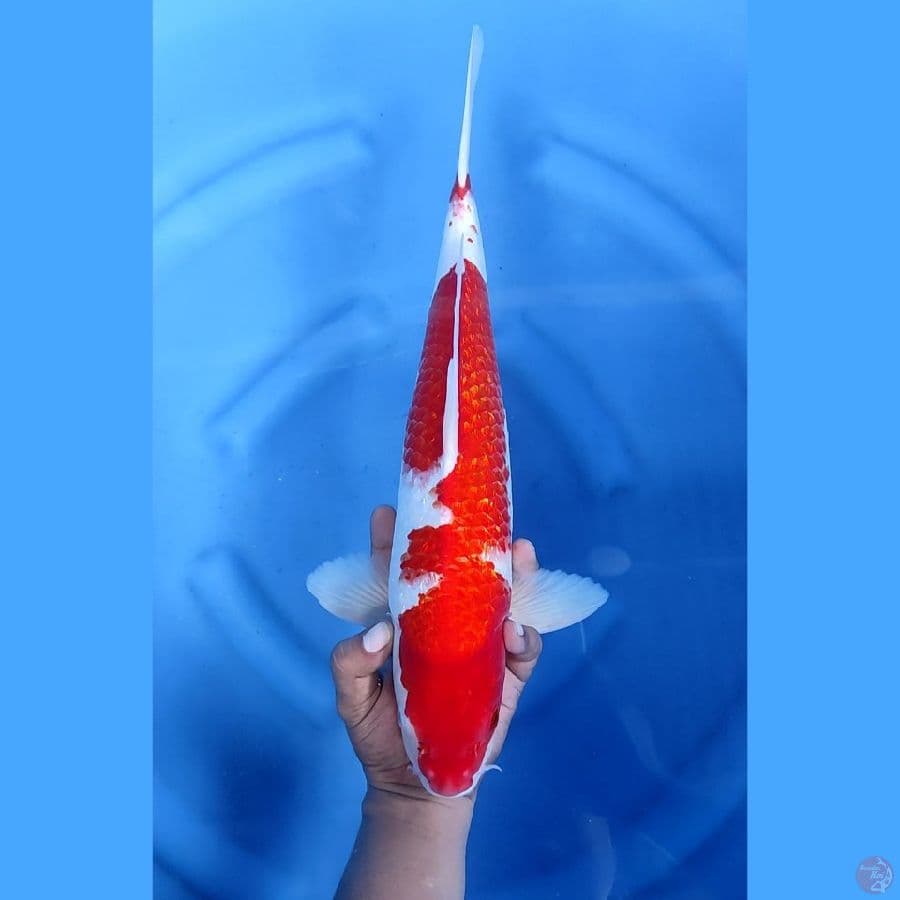 45BU / 44CM # KIHAKU GINRIN STRONG - M