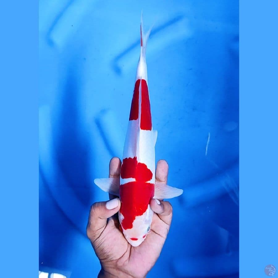 30CM # DOITSU MURNI KOHAKU - M
