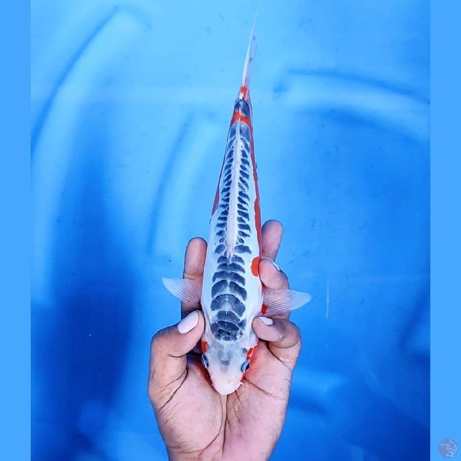 26CM # SHUSUI HANA SEIMBANG - M