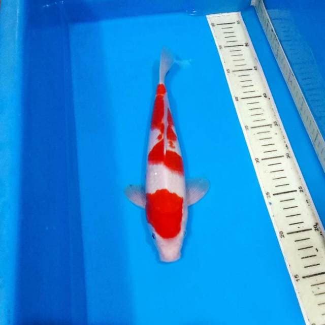 Kohaku merah mantab