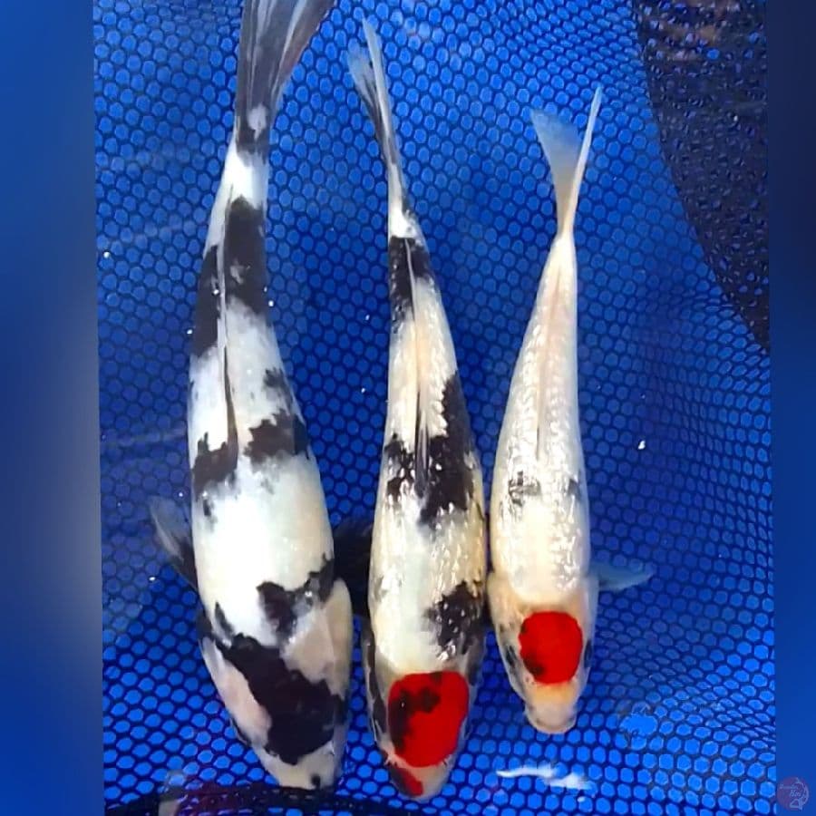 SHOWA 20-25CM