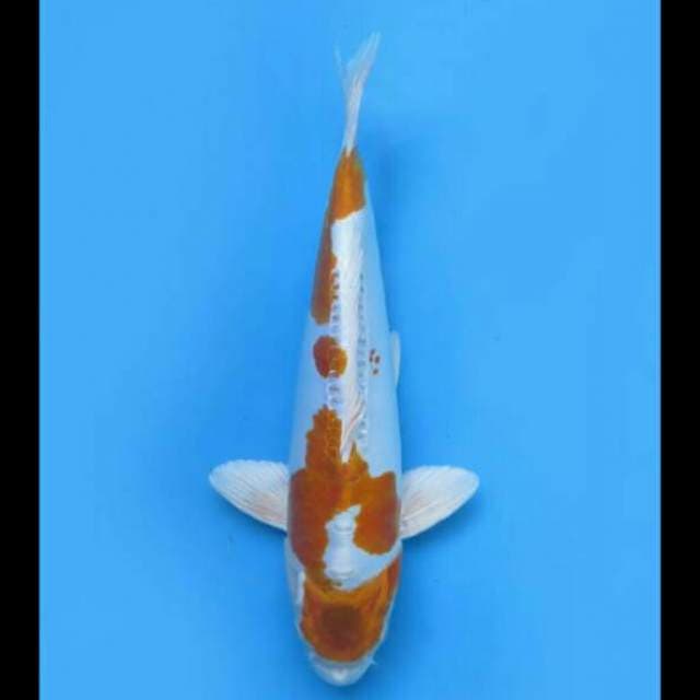 32cm Male - Hariwake Doitsu 