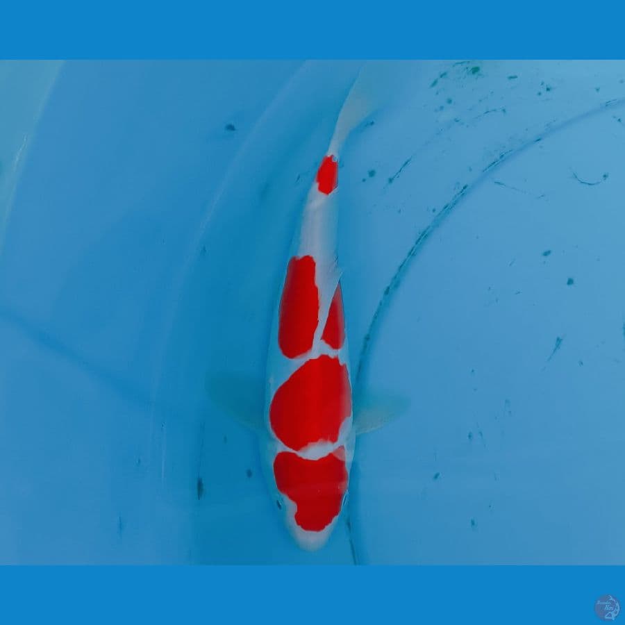Kohaku Doit male 25 bu