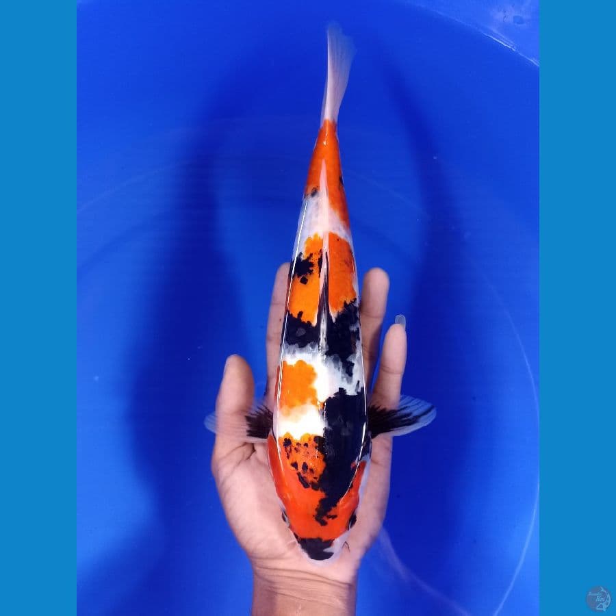 Showa sansoku