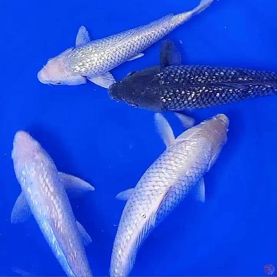 4 soragoi ginrin 30-34 cm