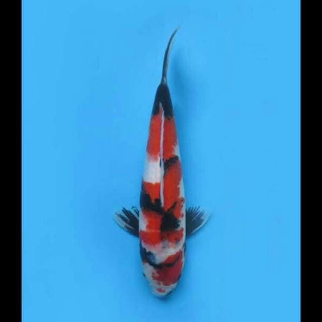 34cm Male - Showa Tategoi Prospek 