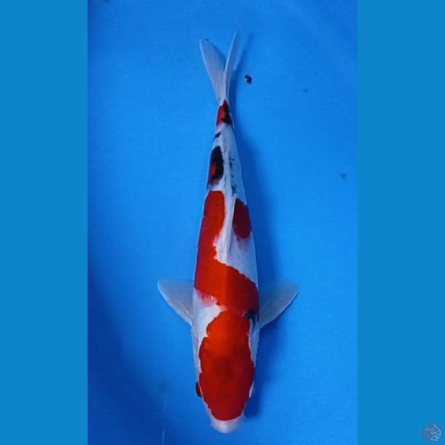 sanke tategoi  31 cm 