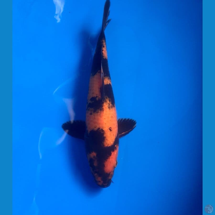 hi utsuri male 22cm