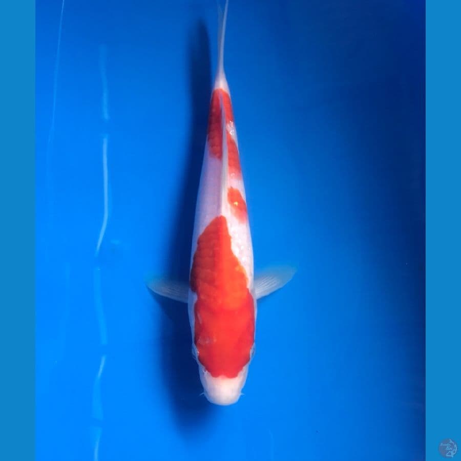 kohaku 24cm