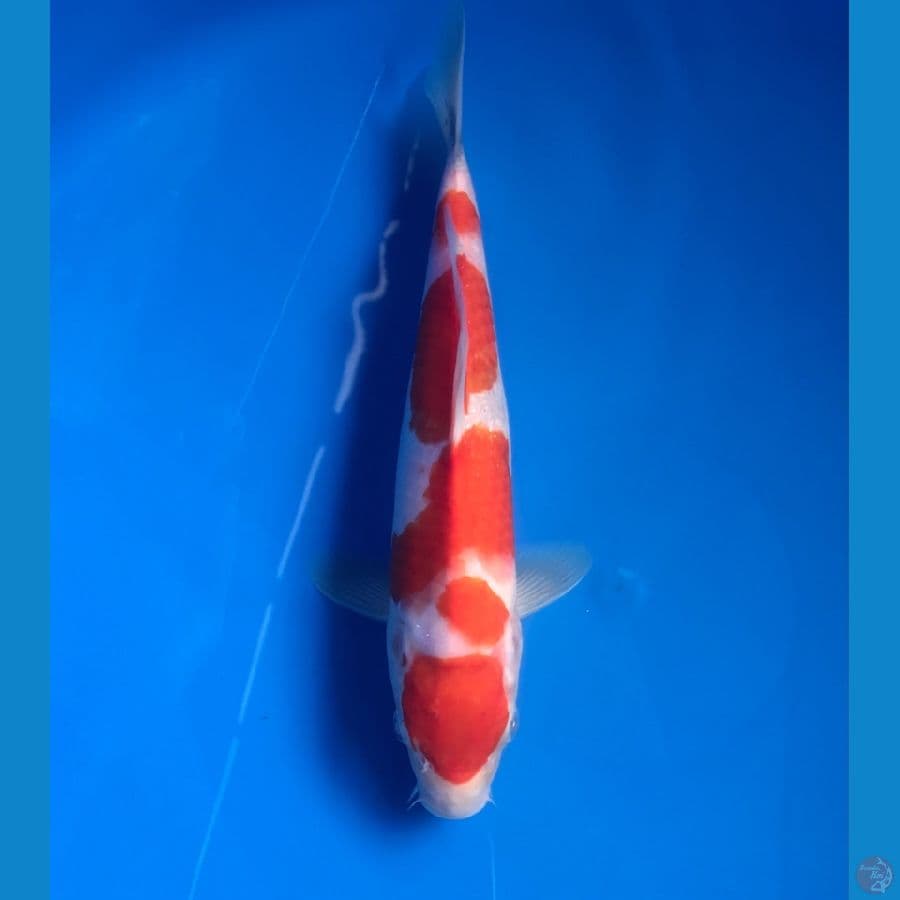 maruten 26cm