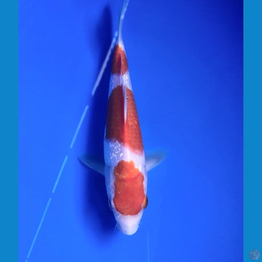 kohaku 21cm