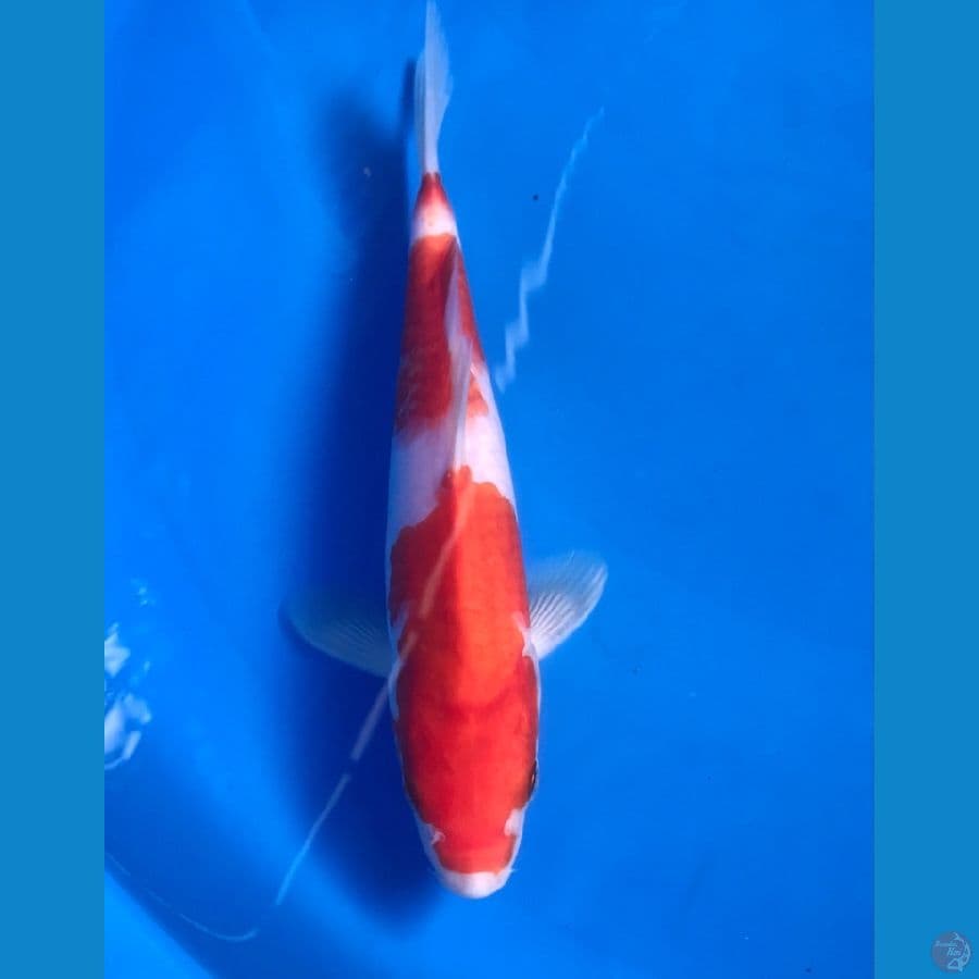 kohaku male 23cm