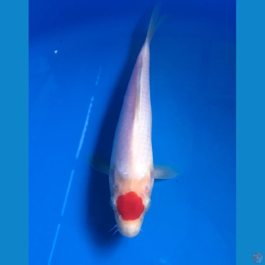 tancho 24cm
