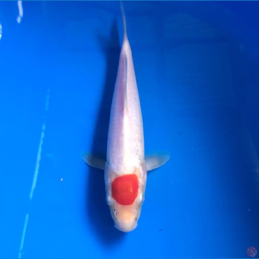 tancho 22cm