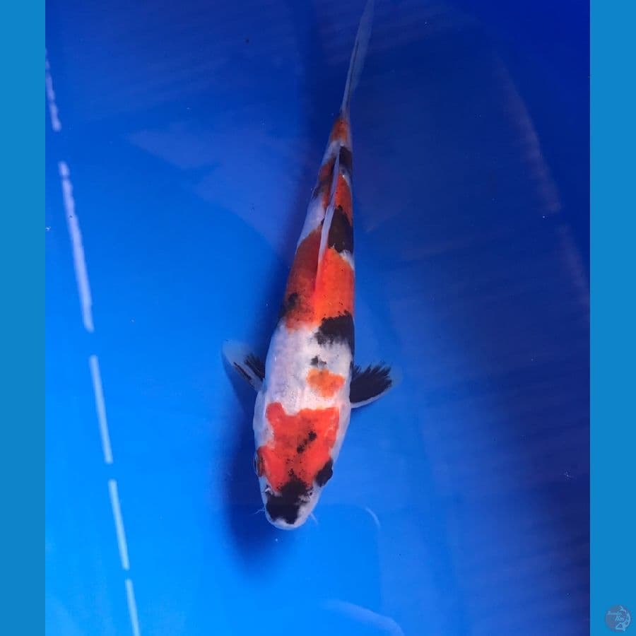 showa 17cm