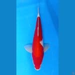 Kohaku Male 44cm