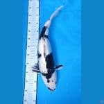 GINRIN B Shiro Female 50BU