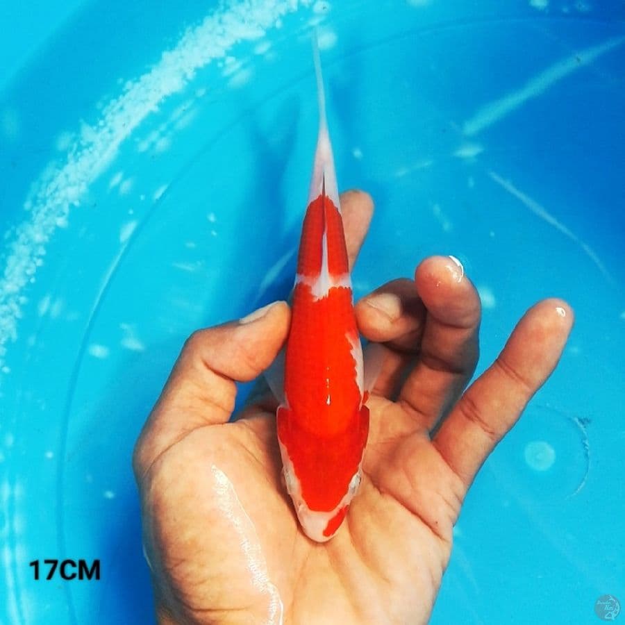 MN 3 - Kohaku 17CM