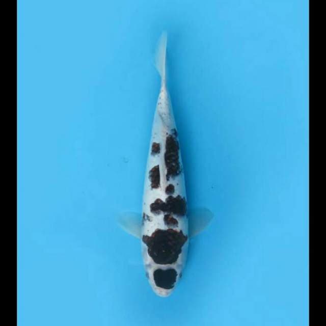 32cm Male - Maruten Budo Goromo