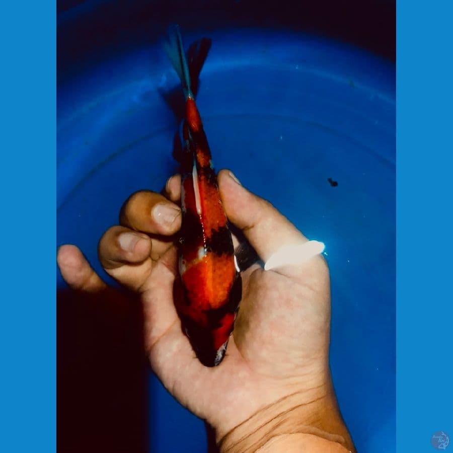 Showa 17 cm 