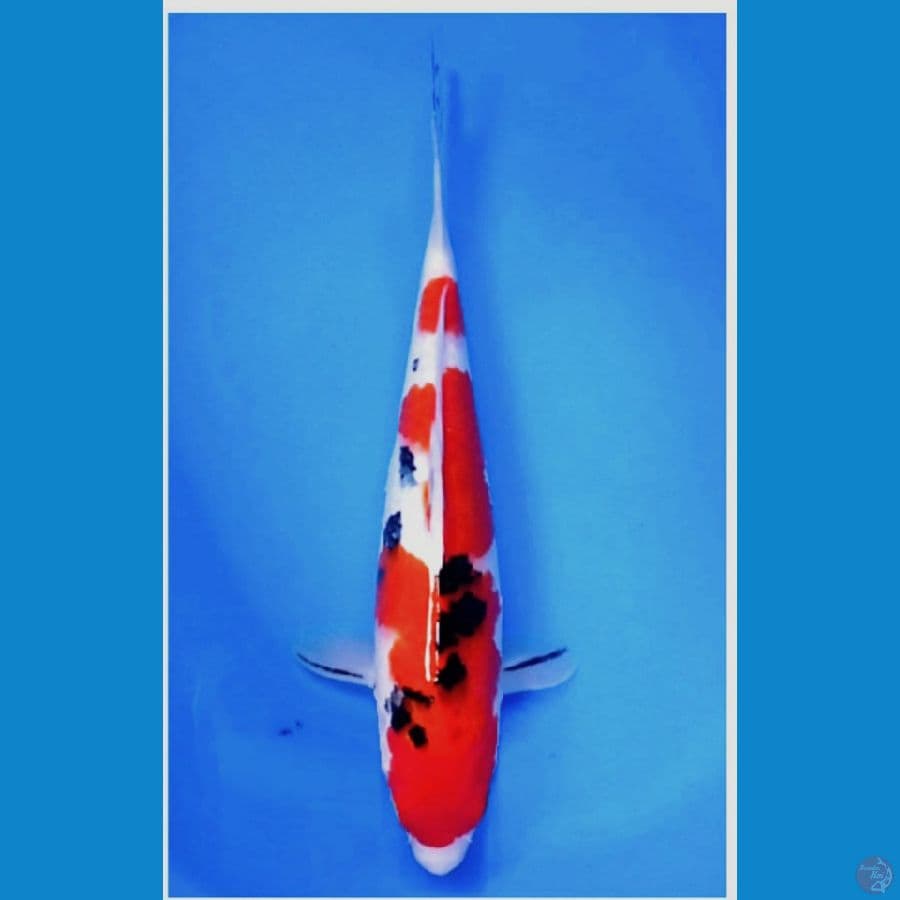 31 cm sankke