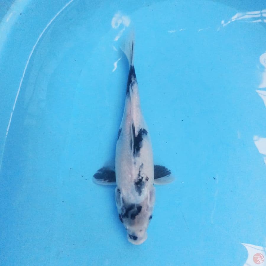Shiro 31cm