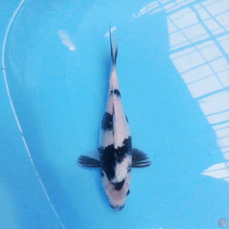 Shiro 27cm