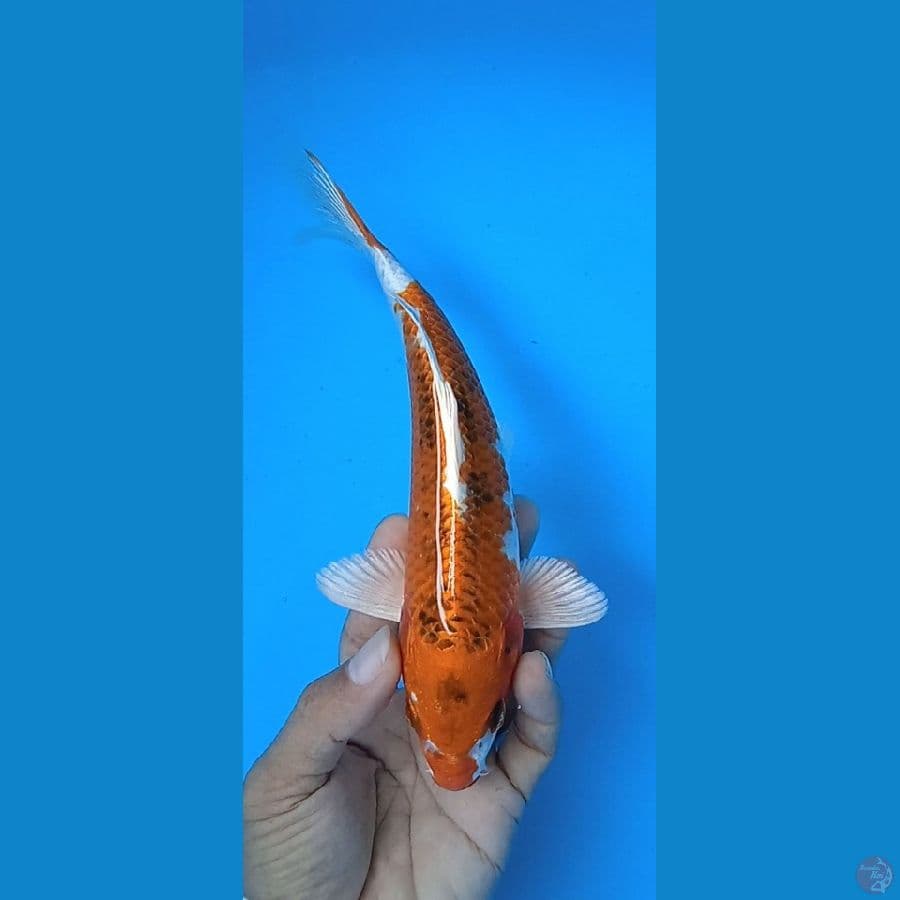 kujaku hikari : 23 cm jantan 