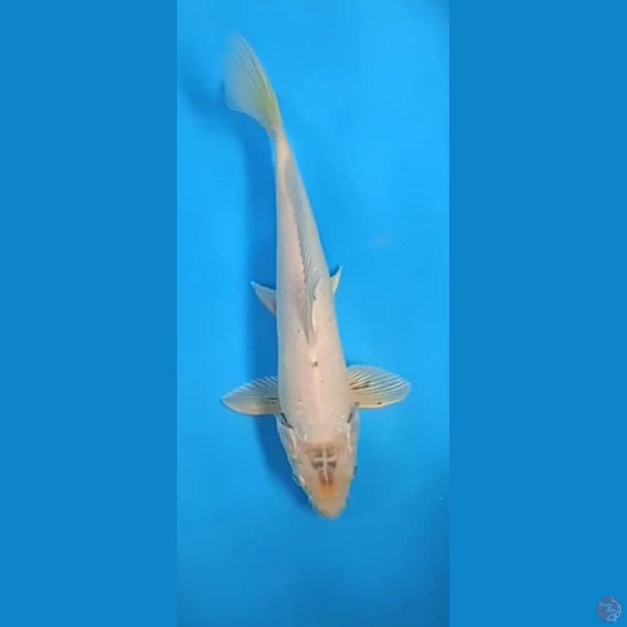 wagoi kiko : 27 cm jantan