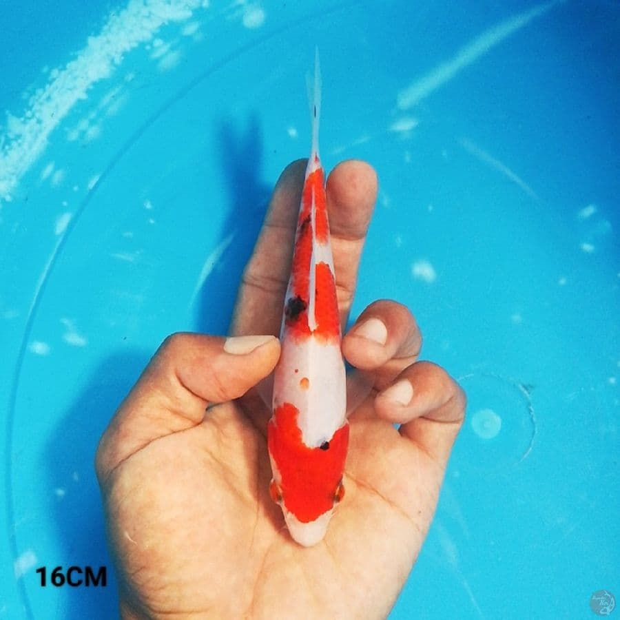 MN 7 - Sankis 16CM