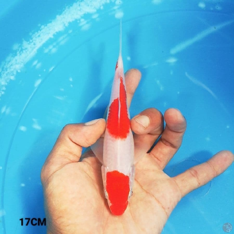MN 9 - Kohaku 17CM