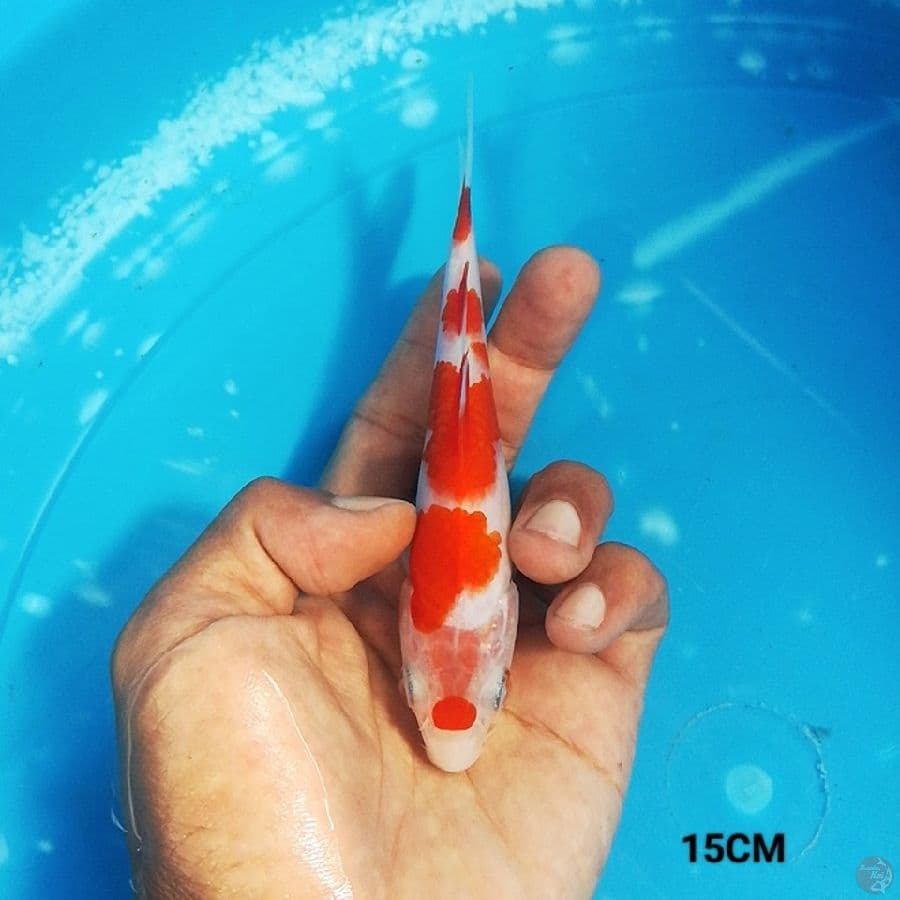 MN 10 - Kohaku 15CM