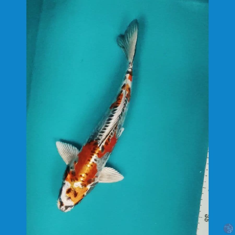 Kiko jos 32cm