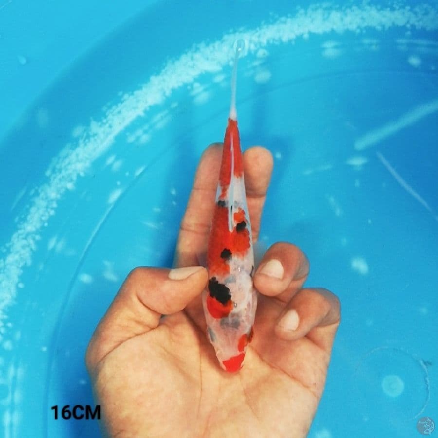 MN 13 - Sankis 16CM