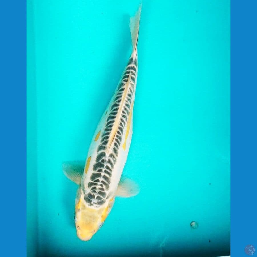 KI SHUSUI 34CM FEMALE