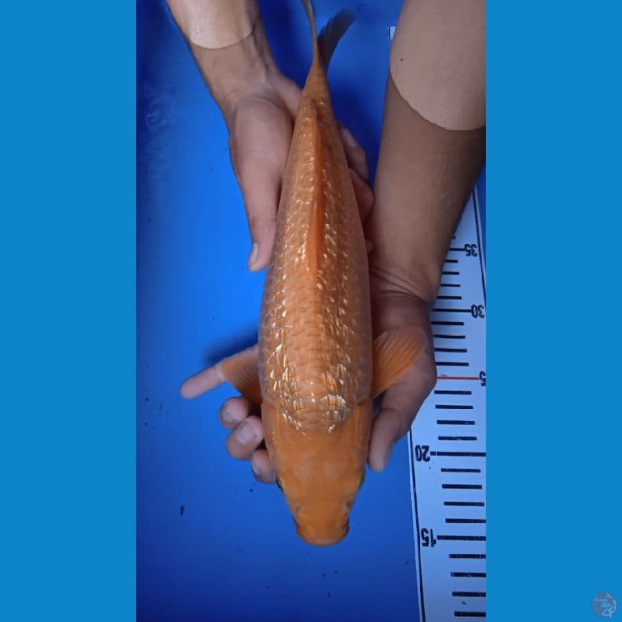 caramel size 37cm