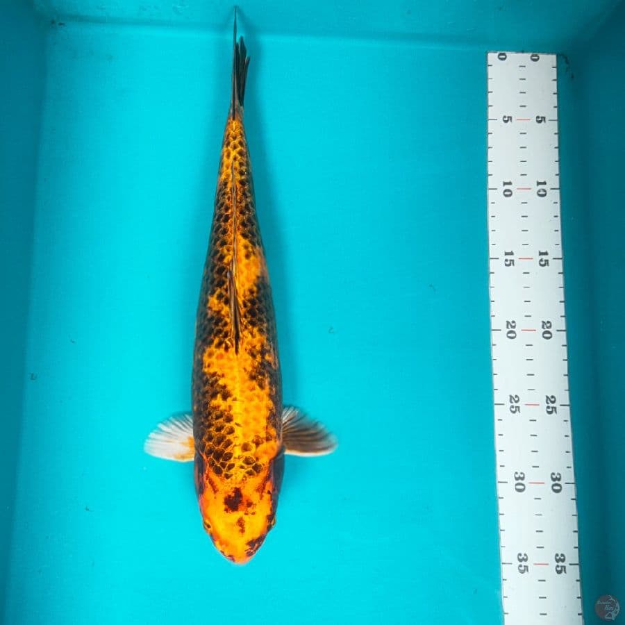 Kin Utsuri 35cm fm