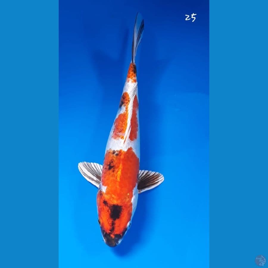 Showa hikari 25cm
