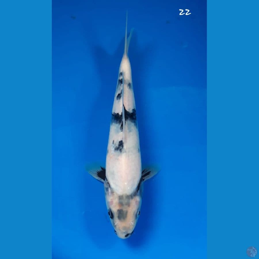Shiro 22cm