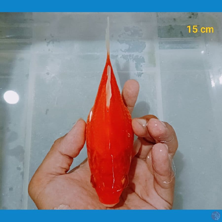 Tamasaba 15 cm